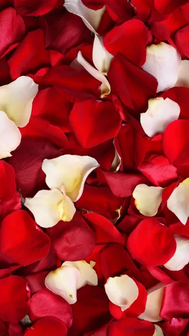 Bougies disposées dans toute la chambre pour créer une ambiance romantique et chaleureuse dans la Formule Romantique.